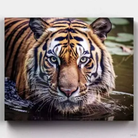 Gaze of the Wild - Tiger Paint by Numbers